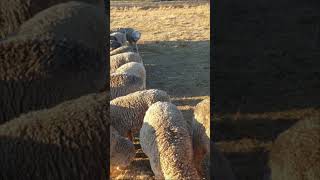 walchanswtvideo1001 nature sheep calming mountains [upl. by Ecnaret]