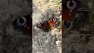 Schmetterling Бабочкаshots shortvideo short schmetterling бабочка [upl. by Adnulahs631]