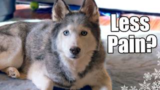 Unleash These Awesome Tricks To Ease Your Dogs Arthritis Pain 🐾 Fan Friday 85 [upl. by Wiltz]