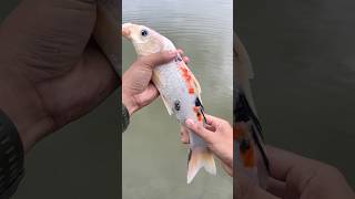 Mancing di spot baru strike ikan aneh dan panjang😱 [upl. by Primavera]