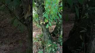 Dryers  Common constructions in the APPENNINO woods [upl. by Ocko171]