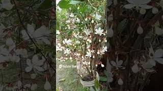 CLERODENDRUM WALLICHII  INDIAN BEADS PLANT  TRENDING PLANTS 2025 plants flowers nature yt [upl. by Nahtanaoj]