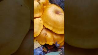 The Poisonous Jack o Lantern Mushroom 🎃 Omphalotus illudens Just In Time For Halloween nature [upl. by Llerahs380]