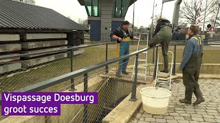 Tellen en opmeten werkt de vispassage bij Doesburg ook echt [upl. by Sucramal150]