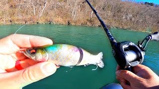 New Swimbait gets DESTROYED by Trout in River [upl. by Pellegrini]