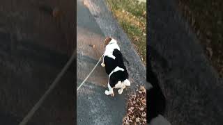 11724 Leaf 🍁 Dog 🐶 Walk leaves dog sunset dogwalk [upl. by Balch]