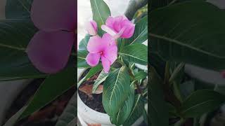 Meaning of purple periwinkle flower short hoaduacan cacloaihoadep emthichhoa [upl. by Yeung]