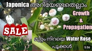 JaponicaJaponica plant careWater RoseJaponica propagationWaterplants malayalamJaponica planting [upl. by Aiciram595]