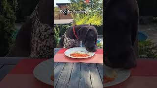 German shorthaired pointer for hunting and family [upl. by Lebatsirhc]