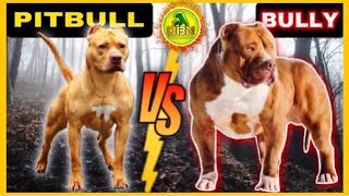 Whats the REAL Difference Between Pitbull and American Bully [upl. by Solly]