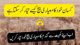 How to prepare pure Wheat seed [upl. by Ak]