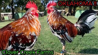 Tj Duree Best Beautiful Birds Oklahoma  Farm Visit [upl. by Acireit]