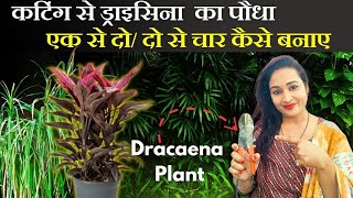 कटिंग से ड्राइसिना Dracaenaका पौधा एक से दो  दो से चार कैसे बनाए ✂️ Dracaena Plant care [upl. by Yelbmik]