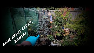 Starting to make a bonsai from a 25meter tall blue Atlas Cedar [upl. by Lugar]