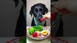 5 star meal for dogs 5 dogs shorts [upl. by Ilahsiav136]