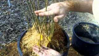 Propagating Clonal Rootstocks [upl. by Alejandro203]