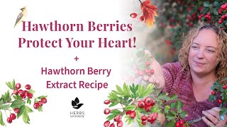 Hawthorn Berry Benefits Hawthorn Fruit  Hawthorn Berry Extract Recipe [upl. by Potash]