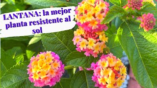 LANTANA la mejor planta resistente al sol ☀️  Como cuidar la LANTANA [upl. by Ogirdor]