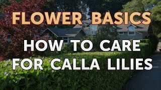 How to Care for Calla Lilies [upl. by Nauqat]