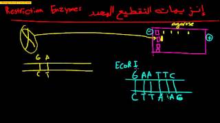 DNA gel elctrophoresis Arabic 3 ما هو الجل الكتروفوريسس [upl. by Reivad]