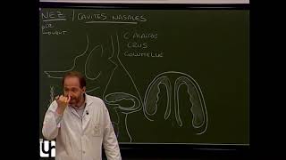 TC 3 Anatomie clinique des cavités nasales Clinical anatomy of the nasal cavities rhinencephalon [upl. by Tara]