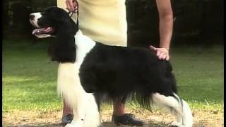 English Springer Spaniel  AKC Dog Breed Series [upl. by Meehyrb]