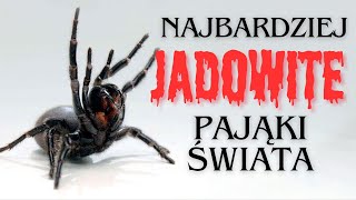 NAJBARDZIEJ JADOWITE pająki na świecie [upl. by Skell607]