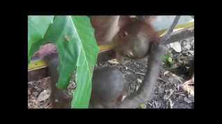 Baby orangutan Budi meets another orangutan for the first time [upl. by Aillicirp328]