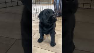 The Cutest Labrador Puppies Ever Pt 2 [upl. by Fons]