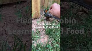 Fledgling Robin Learns To Find Food [upl. by Torrlow]