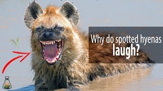 Why do spotted hyenas laugh [upl. by Nauaj]