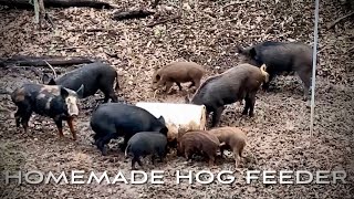 DIY Hog Feeder using Texas Hog Bait Attractants [upl. by Llednil]