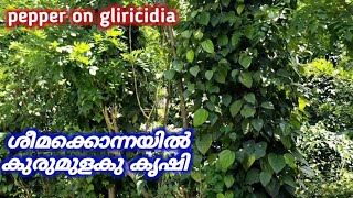 black pepper on Gliricidiaintensified black pepper ശീമക്കൊന്നയിൽ കുരുമുളകു കൃഷി [upl. by Neelcaj]