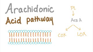 Arachidonic Acid Pathway The most Comprehensive Explanation  COX1 COX2 LOXProstaglandin LTNs [upl. by Dirgni]