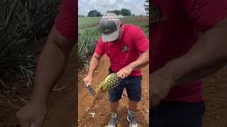 A Costa Rican local is showing how to properly peel a pineapple [upl. by Jamesy]