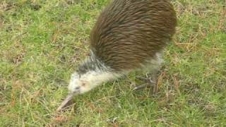 best kiwi bird video ever [upl. by Ziom]