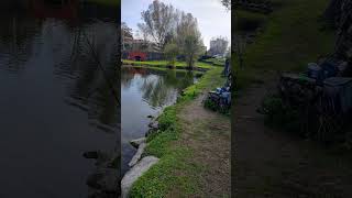 fishing lago carpfishing gigante viralvideo carp ogigante enorme fish bassfishing fyp fy [upl. by Lienahs479]