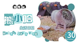 🦔 刺蝟小哈吃木瓜～塗刺啦！｜selfanointing 🦔 【熊小哈的日常 Hahas Daily Vlog】 [upl. by Attevad]