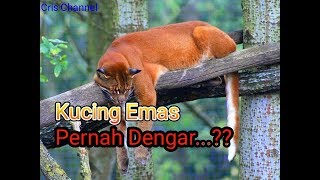 5 Fakta Menarik Tentang Kucing Emas [upl. by Onibas]