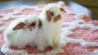 Cute Baby Holland Lop Bunnies Playing Inside the House [upl. by Kentiggerma]