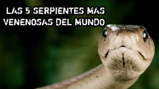 LAS 5 SERPIENTES MAS VENENOSAS DEL MUNDO [upl. by Berners292]