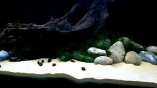 South American Cichlids  Uaru  Keyholes [upl. by Yerdna]