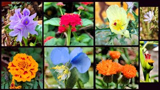 Flowers  natures way of decorating Earth  Macro photography  Garden and wild [upl. by Ettelra464]