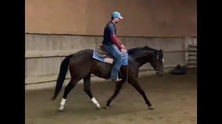 DGS Buckeye Grove  2021 AQHAAPHASPB Gelding  About 30 Rides Under Saddle [upl. by Orag]