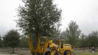 Newly dug live oak tree being moved to basket to harden off for sale to home owner [upl. by Clementius255]