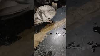 Akkaporu navinaya pura pulikesi vadivelucomedy pigeon birdslover [upl. by Ikkiv]