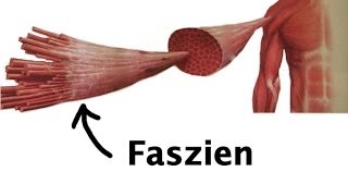 Faszientraining für bessere Leistung der Muskeln [upl. by Pitarys718]