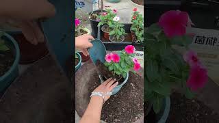 Technique repotting Catharanthus roseus shortvideo flowers floweringplant gardening nature [upl. by Pax506]