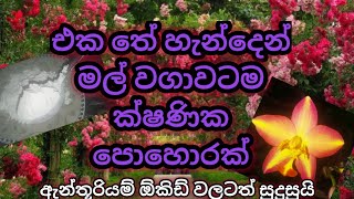 තේ හැඳි එකකින් මුළු වගාවම මලින් පුරවන ක්ෂණික පොහොර Mal wagawa [upl. by Yuk]