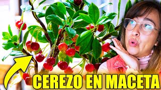 🍒 CÓMO TENER un ÁRBOL de CEREZA en MACETA 🪴 Con Mucha Cosecha [upl. by Arotal]